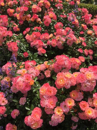 花坛
