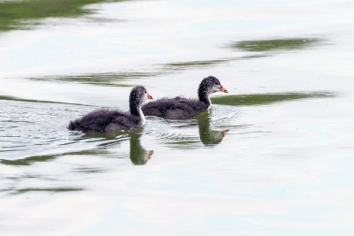 欧亚白骨鸡(Fulica atra)游泳