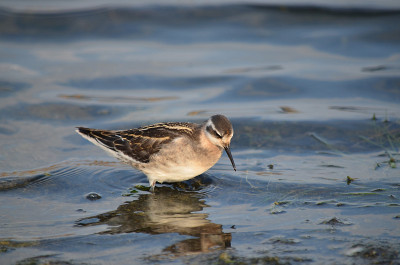 红颈Phalaropus lobatus。Phalarope在亚速海海岸寻找食物。