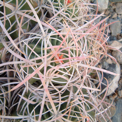 Ferocactus关闭