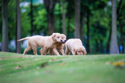 可爱的金毛寻回犬