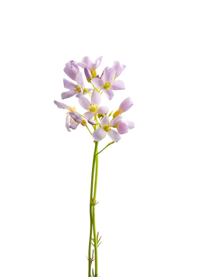 球果花孤立开花