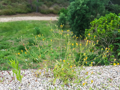 光滑hawksbeard