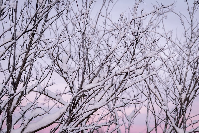 芬兰库库库鲁度假村的树枝上覆盖着厚厚的积雪和冬季的夕阳。