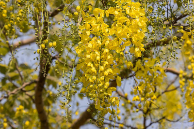 小黄花或决明子花