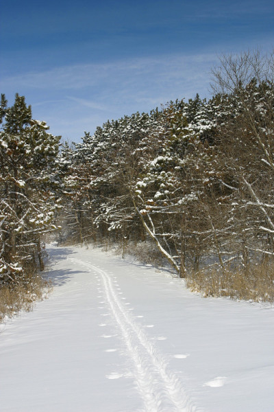 穿过松树穿过乡间滑雪道