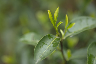 谷雨，清明节的春茶