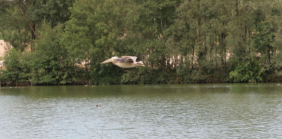 大白鹈鹕(pelelecanus onocrotalus)又称东部白鹈鹕、玫瑰鹈鹕或飞行白鹈鹕