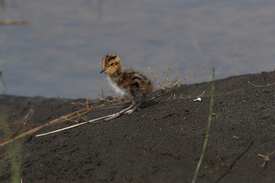 红颈phalarope (Phalaropus lobatus)雏冰岛