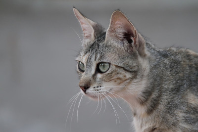 一只褐色的猫的肖像