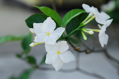 白色栀子花与茉莉花束绿色的叶子。