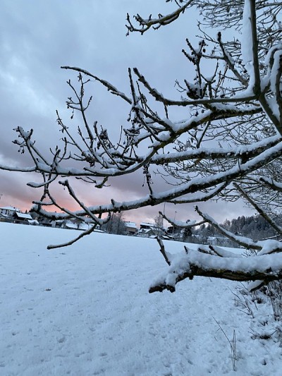 白雪覆盖的树枝