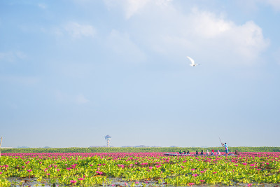 泰国天湖上的粉红莲花