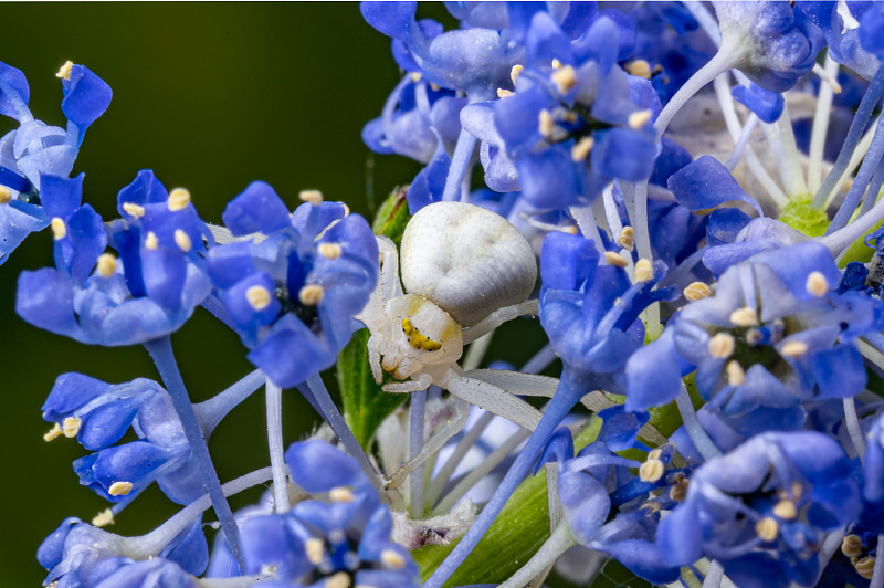 白蟹蜘蛛，米苏米那·瓦蒂亚，在花园灌木加利福尼亚丁香花的紫色花朵里等待着，大洋蕨