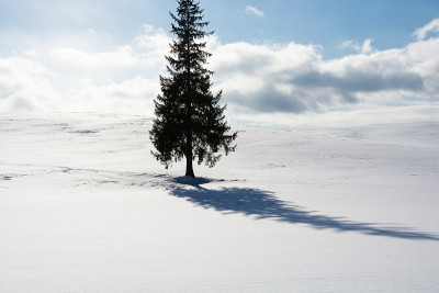 松树站在雪地里