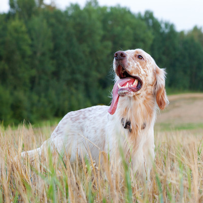 有褐色斑点的英国赛特犬