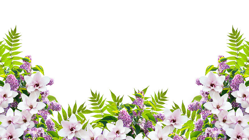 美丽的花边框装饰由丁香花，绿色的叶子和木兰孤立在白色的背景