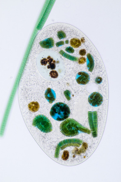 在显微镜下，Frontonia sp.是一种自由生活的单细胞纤毛虫原生生物。
