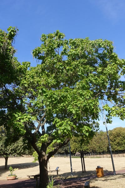夏季，梓豆树