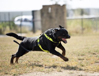训练警犬