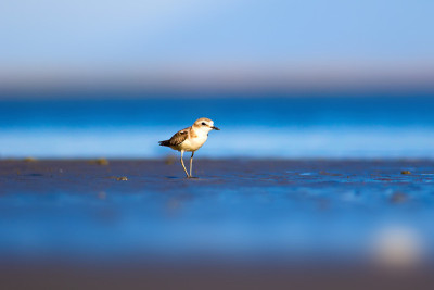 可爱的小水鸟。自然背景。常见的水鸟:肯特鸻。Charadrius alexandrinus。