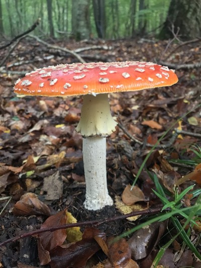蘑菇