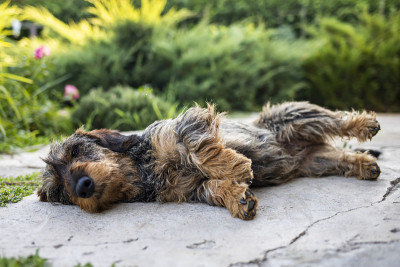 夏日里，有趣的长毛腊肠小猎犬在休息。