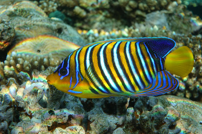 皇家或帝王天使鱼(Pygoplites diacanthus) -红海