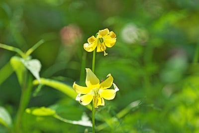 淫宝塔