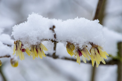 Chimonanthus praecox