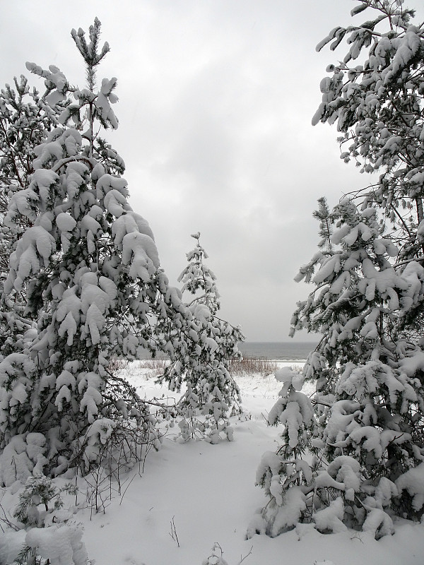 冬天海边的森林里，白雪覆盖着松树