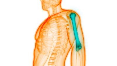 人体骨骼系统、肱骨关节解剖学
