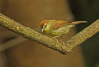 细条纹Tit-babbler