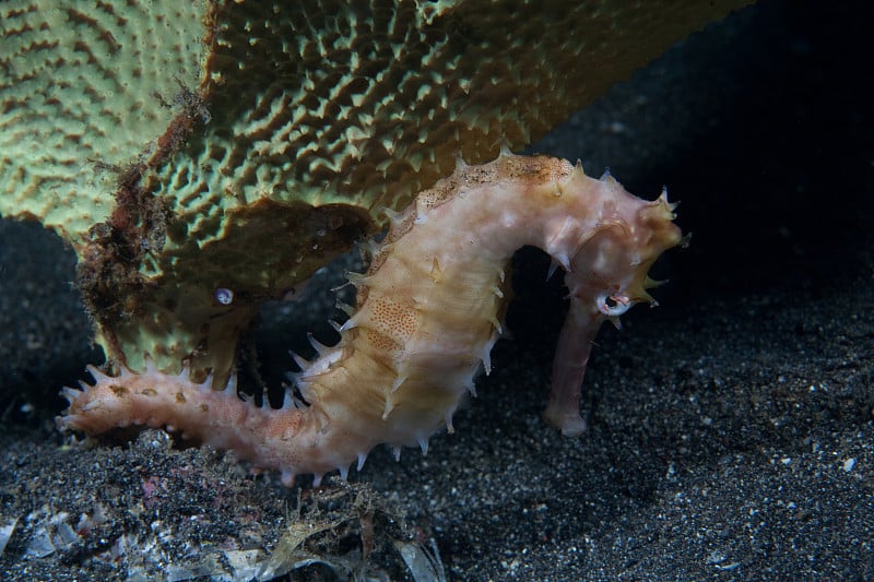 刺海马和海绵