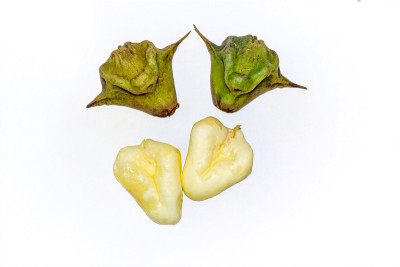 一堆菱角或荸荠。