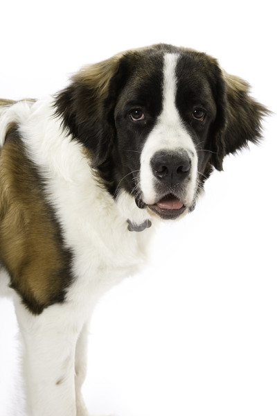 友好的圣伯纳犬拷贝空间