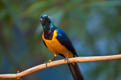 Golden-breasted燕八哥