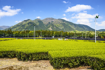 日本Yokkaichi茶园
