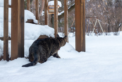 棕色和灰色条纹的虎斑猫探索冬天的雪