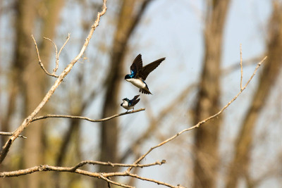 series of photos showing tree swallow birds mating
