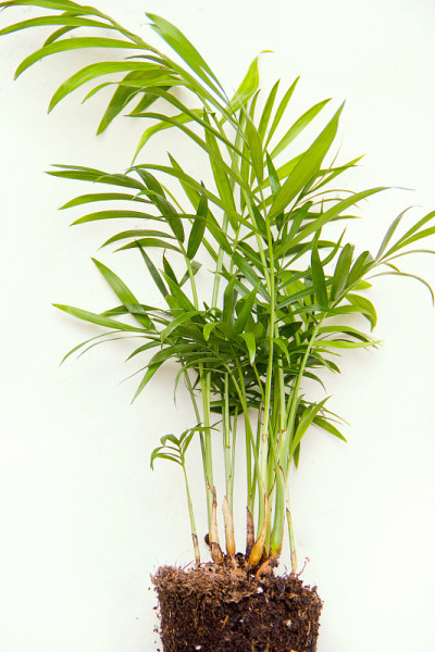 Chamaedorea特写在白色的背景。从以上观点。室内植物