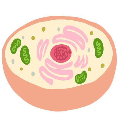 自噬和细胞的插图