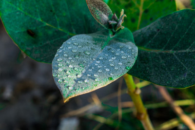 美丽潮湿的叶片和花朵巨大的马利筋新鲜的雨水滴在他们