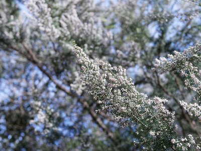 erica flower的细节