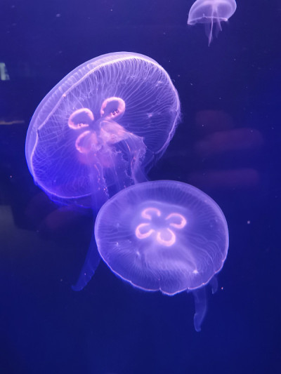 水母