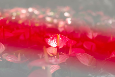 花园中美丽的火烈鸟花。