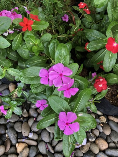 图片热带花卉，植物在花园里