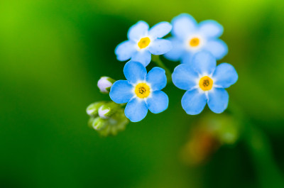 蓝色勿忘我花