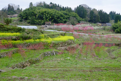 桃花开山河。