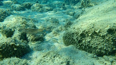 普通章鱼(octopus vulgaris)狩猎